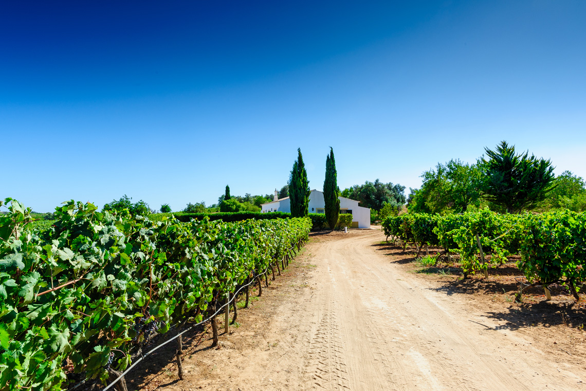 Monte dos Salicos / Monte dos Salicos (Wine producer)