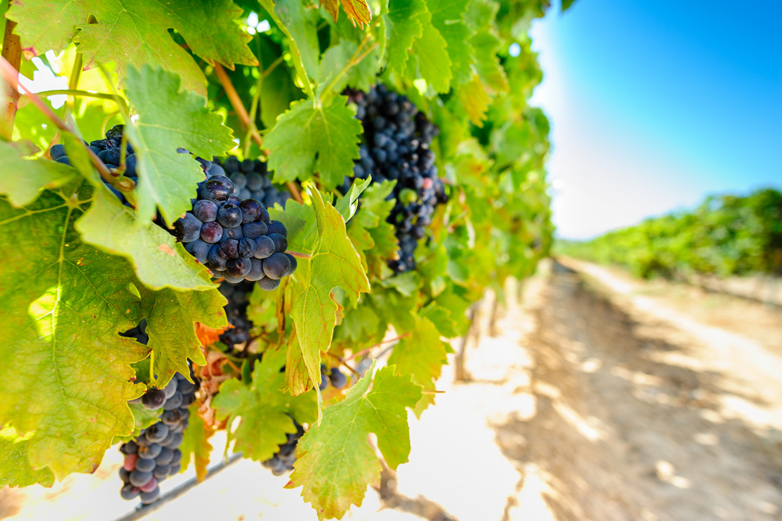 Monte dos Salicos / Monte dos Salicos (Wine producer)