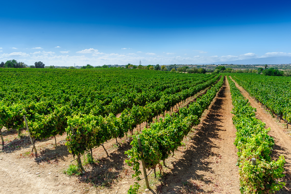 Monte dos Salicos / Monte dos Salicos (Wine producer)