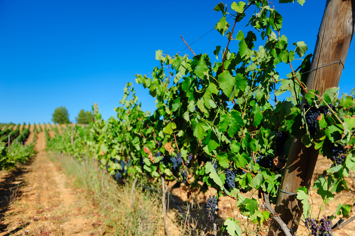 Quinta dos Vales / Quinta dos Vales Wine Estate