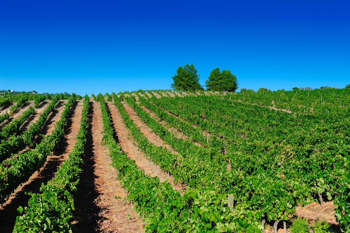 Quinta dos Vales / Quinta dos Vales Wine Estate